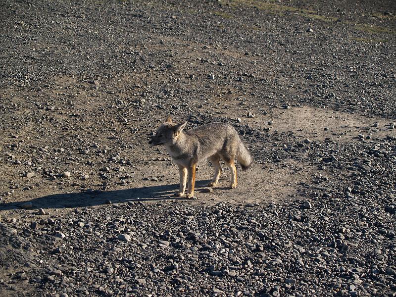 Patagonian Fox.JPG